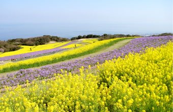 あわじ花さじき
